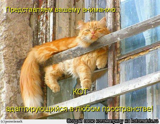 Представляем вашему вниманию: адаптирующийся в любом пространстве! КОТ... Котоматрица: Представляем вашему вниманию: адаптирующийся в любом пространстве! КОТ