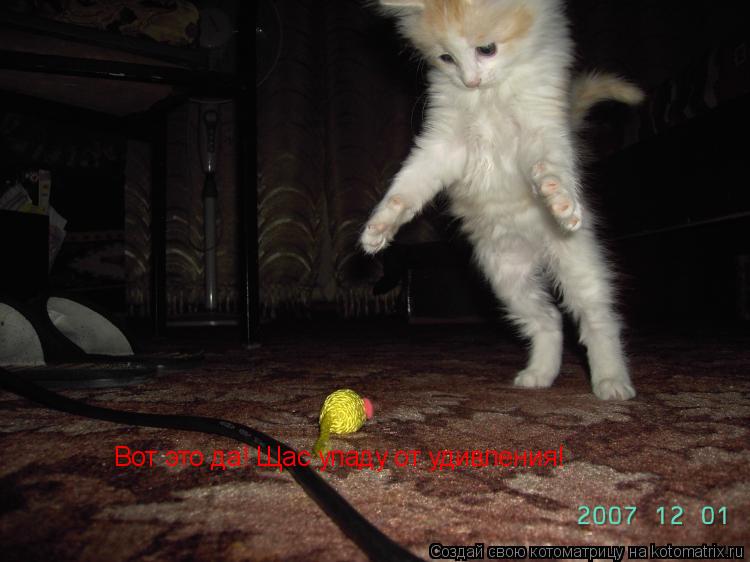 Вот это да! Щас упаду от удивления!... Котоматрица: Вот это да! Щас упаду от удивления!