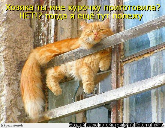 Хозяка ты мне курочку приготовила? НЕТ!? тогда я ещё тут полежу... Котоматрица: Хозяка ты мне курочку приготовила? НЕТ!? тогда я ещё тут полежу