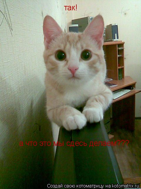 так! а что это мы сдесь делаем???... Котоматрица: так! а что это мы сдесь делаем???