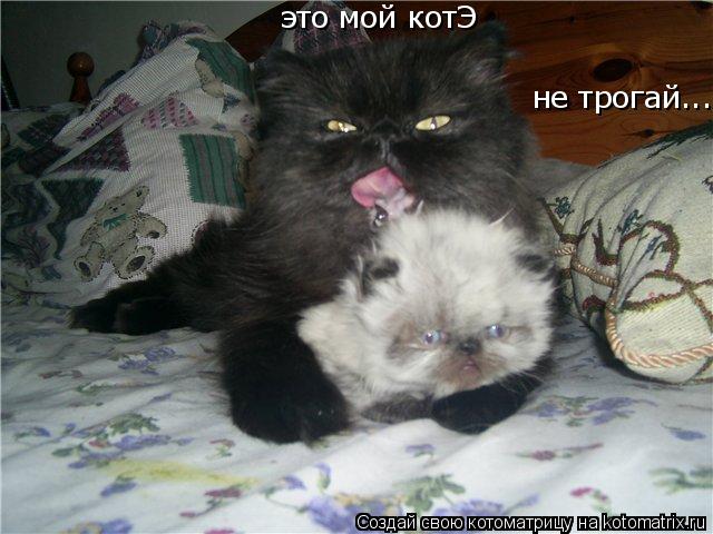 это мой котЭ не трогай...... Котоматрица: это мой котЭ не трогай...