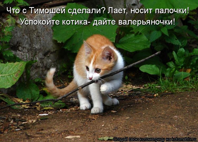 Что с Тимошей сделали? Лает, носит палочки! Успокойте котика- дайте валерьяночки!... Котоматрица: Что с Тимошей сделали? Лает, носит палочки! Успокойте котика- дайте валерьяночки!