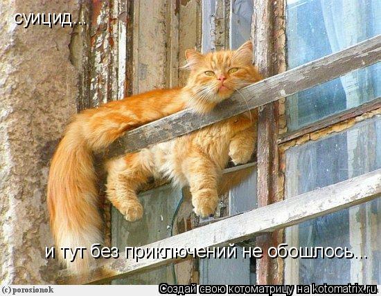 суицид... и тут без приключений не обошлось...... Котоматрица: суицид... и тут без приключений не обошлось...