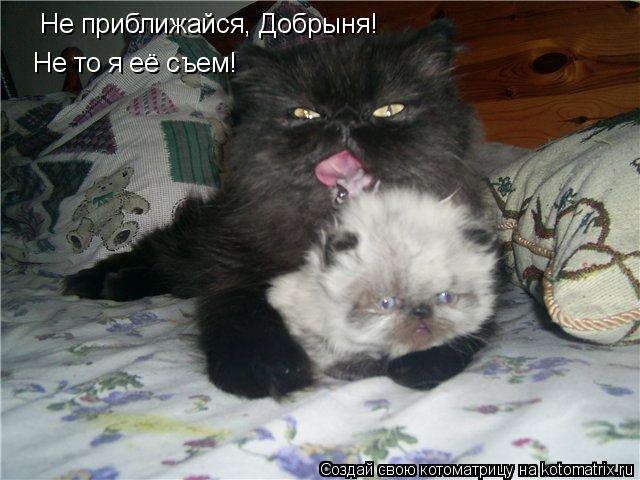Не приближайся, Добрыня! Не то я её съем!... Котоматрица: Не приближайся, Добрыня! Не то я её съем!