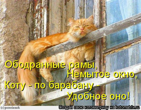 Ободранные рамы, Немытое окно, Коту - по барабану - Удобное оно!... Котоматрица: Ободранные рамы, Немытое окно, Коту - по барабану - Удобное оно!