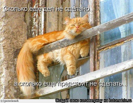 Сколько еще дел не сделано.. а сколько еще предстоит не сделать...... Котоматрица: Сколько еще дел не сделано.. а сколько еще предстоит не сделать...