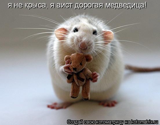 я не крыса, я аист дорогая медведица!... Котоматрица: я не крыса, я аист дорогая медведица!