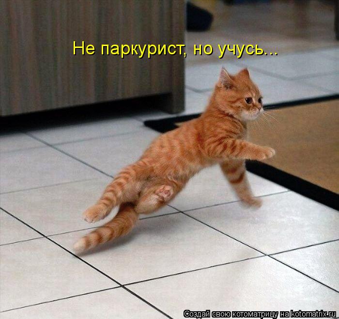 Не паркурист, но учусь...... Котоматрица: Не паркурист, но учусь...