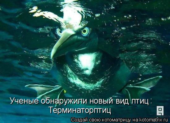 Ученые обнаружили новый вид птиц Терминаторптиц :... Котоматрица: Ученые обнаружили новый вид птиц Терминаторптиц :