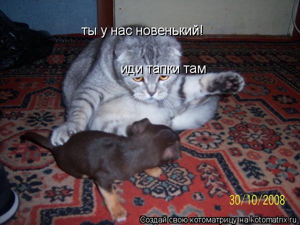ты у нас новенький! иди тапки там... Котоматрица: ты у нас новенький! иди тапки там