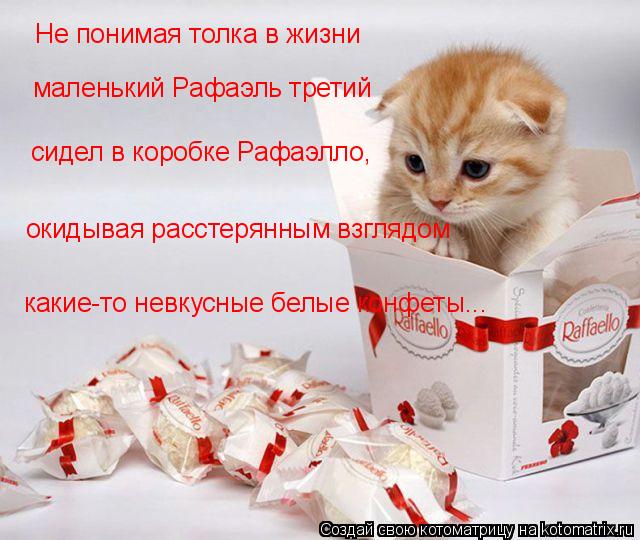 Не понимая толка в жизни маленький Рафаэль третий сидел в коробке Рафаэлло, окидывая расстерянным взг... Котоматрица: Не понимая толка в жизни маленький Рафаэль третий сидел в коробке Рафаэлло, окидывая расстерянным взглядом какие-то невкусные белые конфе