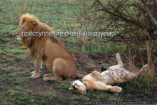 преступление очень наказуемо!... Котоматрица: преступление очень наказуемо!