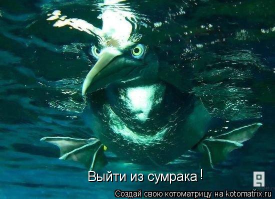 Выйти из сумрака !... Котоматрица: Выйти из сумрака !