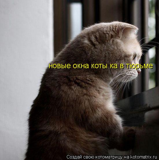 новые окна коты ка в тюрьме... Котоматрица: новые окна коты ка в тюрьме