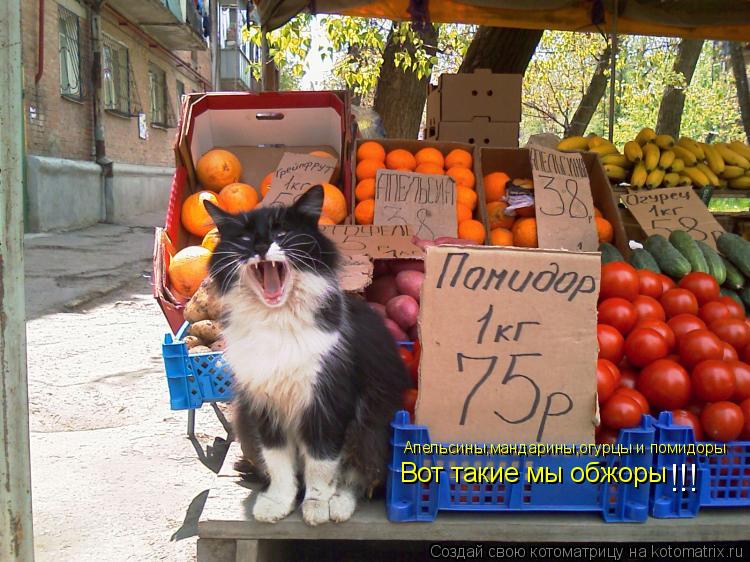 Апельсины,мандарины,огурцы и помидоры Вот такие мы обжоры !!!... Котоматрица: Апельсины,мандарины,огурцы и помидоры Вот такие мы обжоры !!!