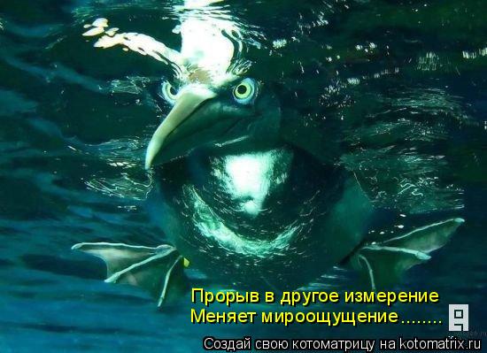 Прорыв в другое измерение Меняет мироощущение ........... Котоматрица: Прорыв в другое измерение Меняет мироощущение ........