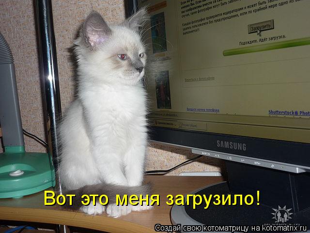 Вот это меня загрузило!... Котоматрица: Вот это меня загрузило!