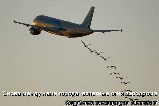 Снова между нами города, взлетные огни аэродрома... Котоматрица: Снова между нами города, взлетные огни аэродрома