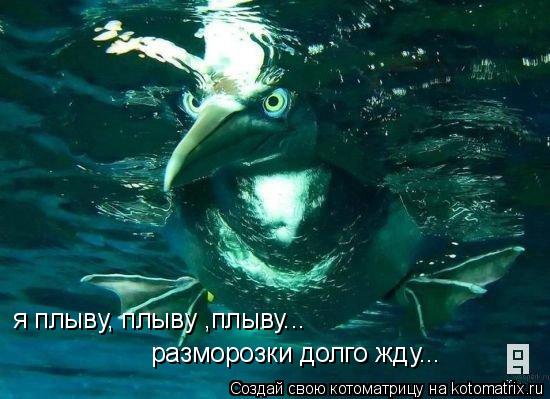 я плыву, плыву ,плыву... разморозки долго жду...... Котоматрица: я плыву, плыву ,плыву... разморозки долго жду...