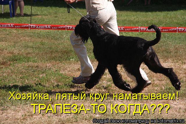 Хозяйка, пятый круг наматываем! ТРАПЕЗА-ТО КОГДА???... Котоматрица: Хозяйка, пятый круг наматываем! ТРАПЕЗА-ТО КОГДА???
