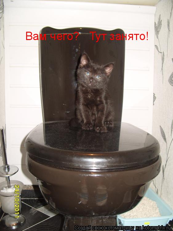 Вам чего? Тут занято!... Котоматрица: Вам чего? Тут занято!