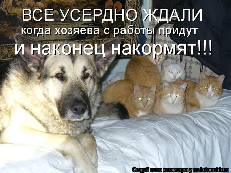 ВСЕ УСЕРДНО ЖДАЛИ когда хозяева с работы придут и наконец накормят!!!... Котоматрица: ВСЕ УСЕРДНО ЖДАЛИ когда хозяева с работы придут и наконец накормят!!!