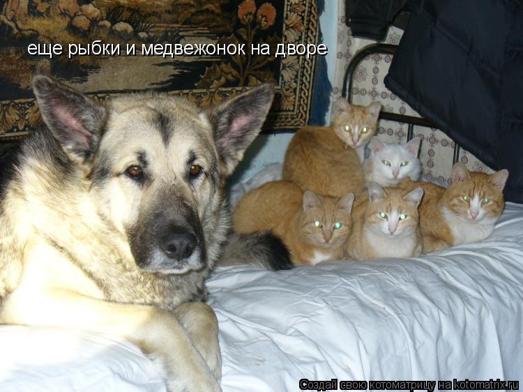 еще рыбки и медвежонок на дворе... Котоматрица: еще рыбки и медвежонок на дворе