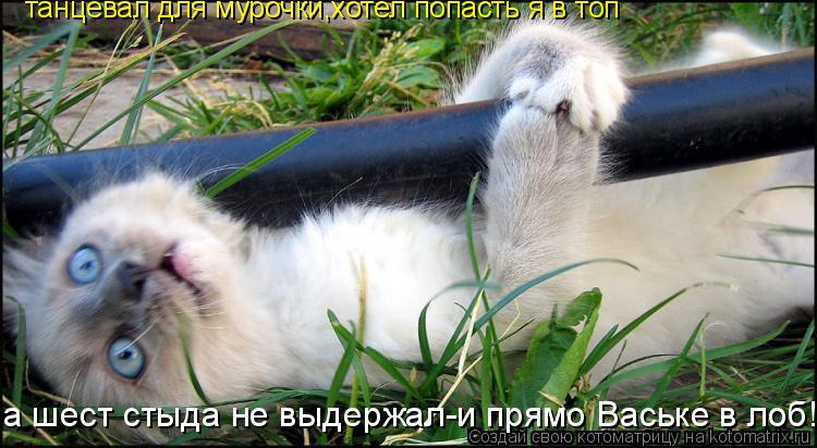 танцевал для мурочки,хотел попасть я в топ а шест стыда не выдержал-и прямо Ваське в лоб!... Котоматрица: танцевал для мурочки,хотел попасть я в топ а шест стыда не выдержал-и прямо Ваське в лоб!