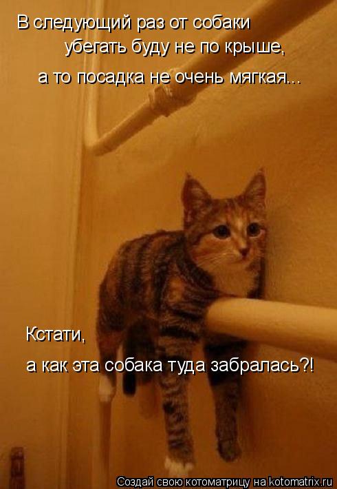 В следующий раз от собаки убегать буду не по крыше, а то посадка не очень мягкая... Кстати, а как э... Котоматрица: В следующий раз от собаки убегать буду не по крыше, а то посадка не очень мягкая... Кстати, а как эта собака туда забралась?!