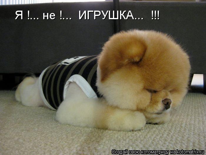 Я !... не !... ИГРУШКА... !!!... Котоматрица: Я !... не !... ИГРУШКА... !!!
