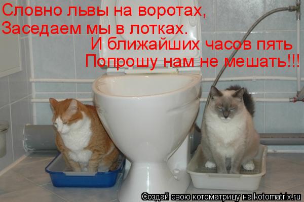 Котоматрица: Словно львы на воротах,  Заседаем мы в лотках. И ближайших часов пять  Попрошу нам не мешать!!!