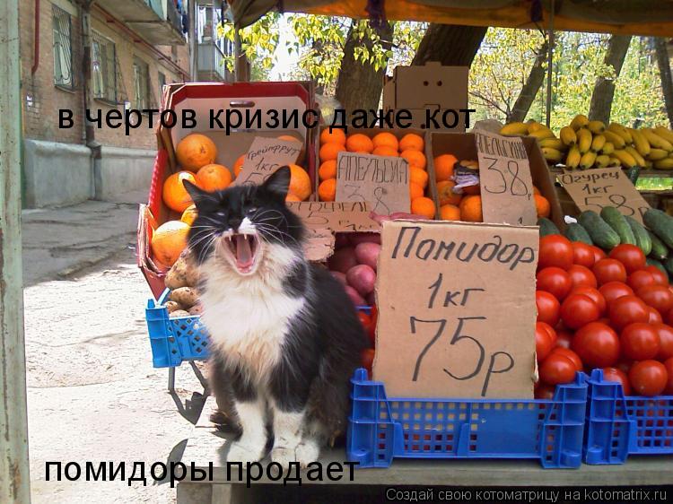 Котоматрица: в чертов кризис даже кот помидоры продает