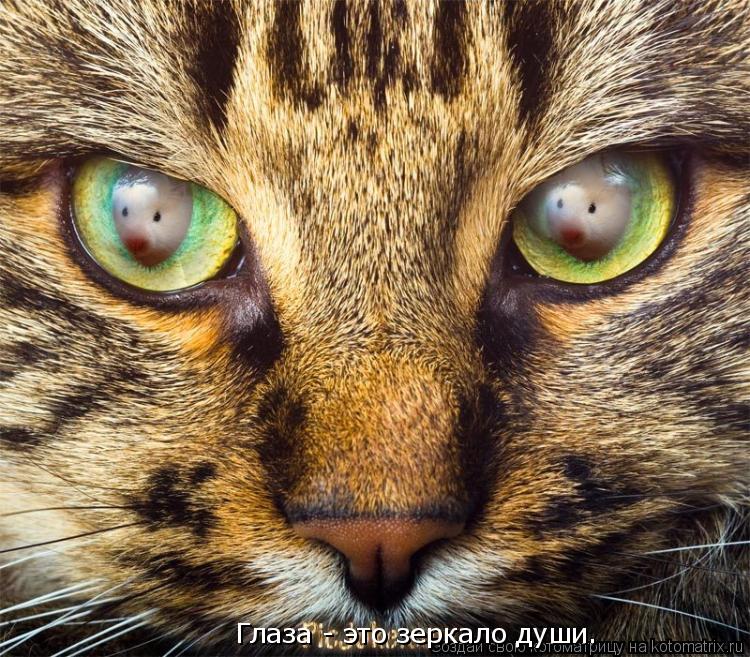 Глаза - это зеркало души.... Котоматрица: Глаза - это зеркало души.