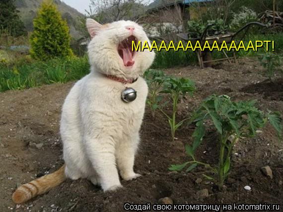 МАААААААААААААРТ!... Котоматрица: МАААААААААААААРТ!