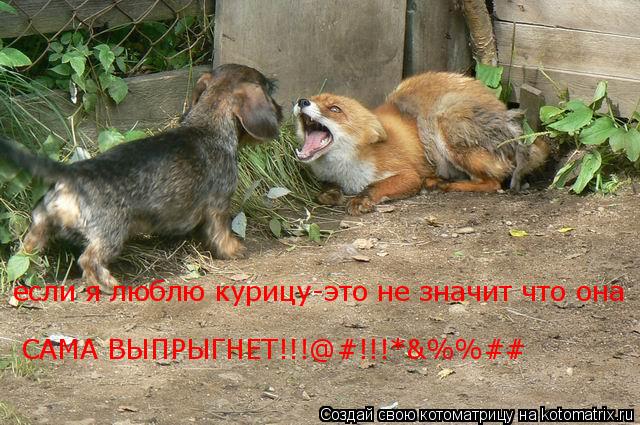 если я люблю курицу-это не значит что она САМА ВЫПРЫГНЕТ!!!@#!!!*&%%##... Котоматрица: если я люблю курицу-это не значит что она САМА ВЫПРЫГНЕТ!!!@#!!!*&%%##