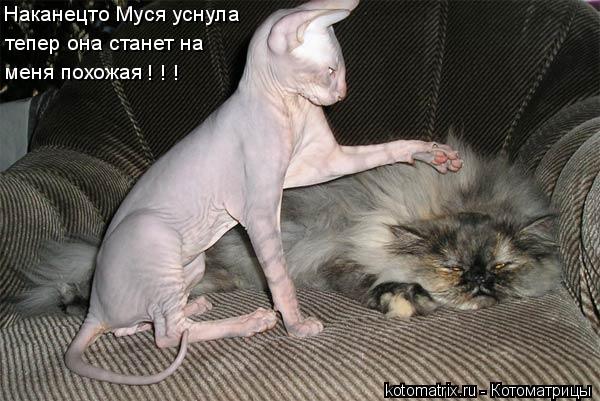 Наканецто Муся уснула тепер она станет на меня похожая ! ! !... Котоматрица: Наканецто Муся уснула тепер она станет на меня похожая ! ! !