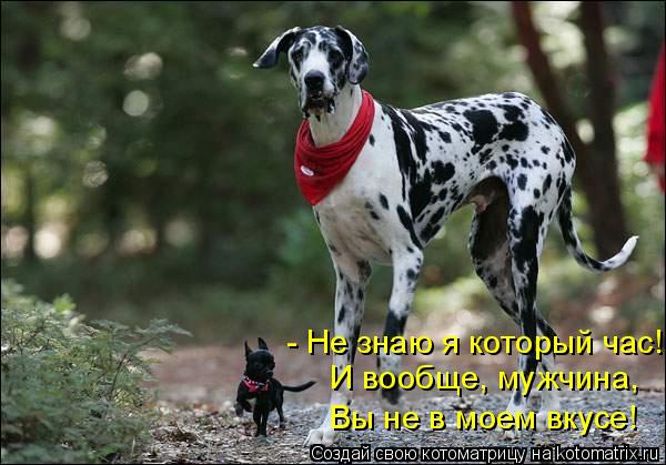 - Не знаю я который час! И вообще, мужчина, Вы не в моем вкусе!... Котоматрица: - Не знаю я который час! И вообще, мужчина, Вы не в моем вкусе!