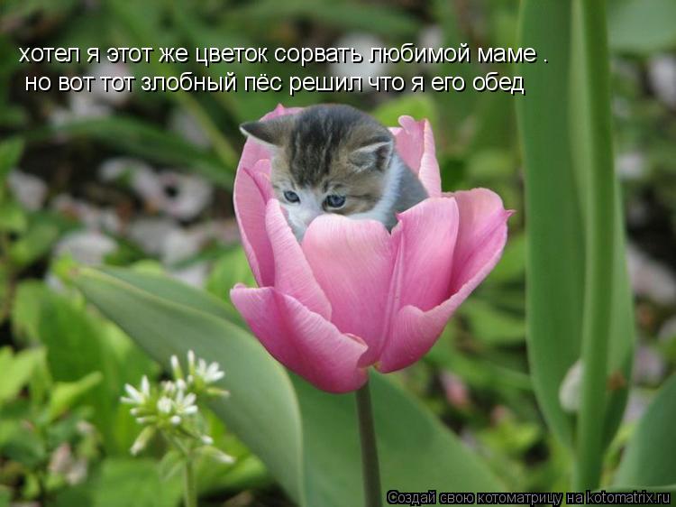 хотел я этот же цветок сорвать любимой маме . но вот тот злобный пёс решил что я его обед... Котоматрица: хотел я этот же цветок сорвать любимой маме . но вот тот злобный пёс решил что я его обед