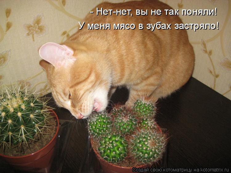 - Нет-нет, вы не так поняли! У меня мясо в зубах застряло!... Котоматрица: - Нет-нет, вы не так поняли! У меня мясо в зубах застряло!