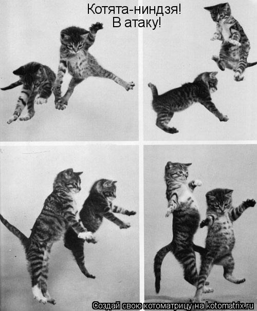 Котоматрица: Котята-ниндзя! В атаку!