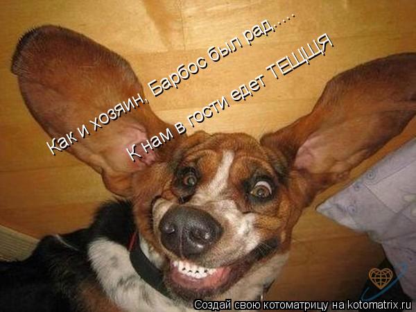 Котоматрица: Как и хозяин, Барбос был рад..... К нам в гости едет ТЕЩЩЯ