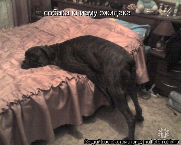 Котоматрица: собака клизму ожидака