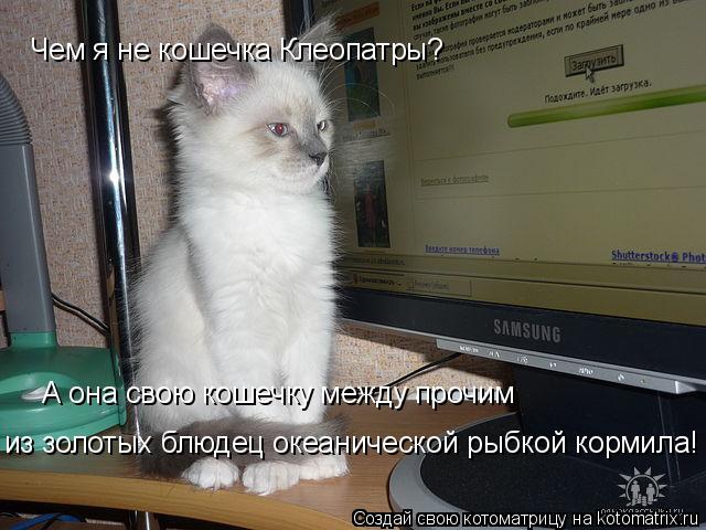 Чем я не кошечка Клеопатры? А она свою кошечку между прочим из золотых блюдец океанической рыбкой кор... Котоматрица: Чем я не кошечка Клеопатры? А она свою кошечку между прочим из золотых блюдец океанической рыбкой кормила!