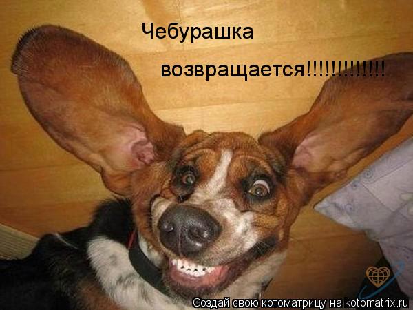 Чебурашка возвращается!!!!!!!!!!!!!... Котоматрица: Чебурашка возвращается!!!!!!!!!!!!!