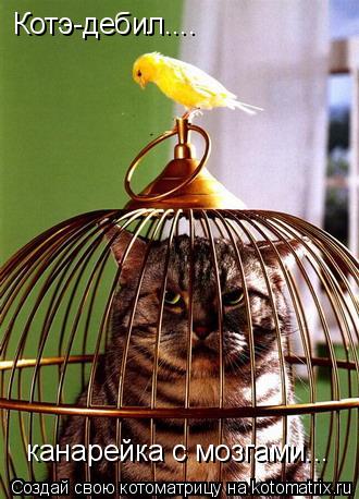 Котэ-дебил.... канарейка с мозгами...... Котоматрица: Котэ-дебил.... канарейка с мозгами...