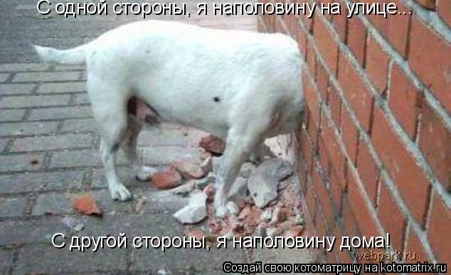 С одной стороны, я наполовину на улице... С другой стороны, я наполовину дома!... Котоматрица: С одной стороны, я наполовину на улице... С другой стороны, я наполовину дома!