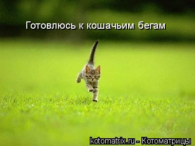 Котоматрица: Готовлюсь к кошачьим бегам