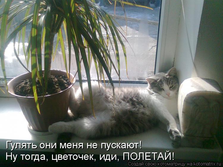 Гулять они меня не пускают! Ну тогда, цветочек, иди, ПОЛЕТАЙ!... Котоматрица: Гулять они меня не пускают! Ну тогда, цветочек, иди, ПОЛЕТАЙ!