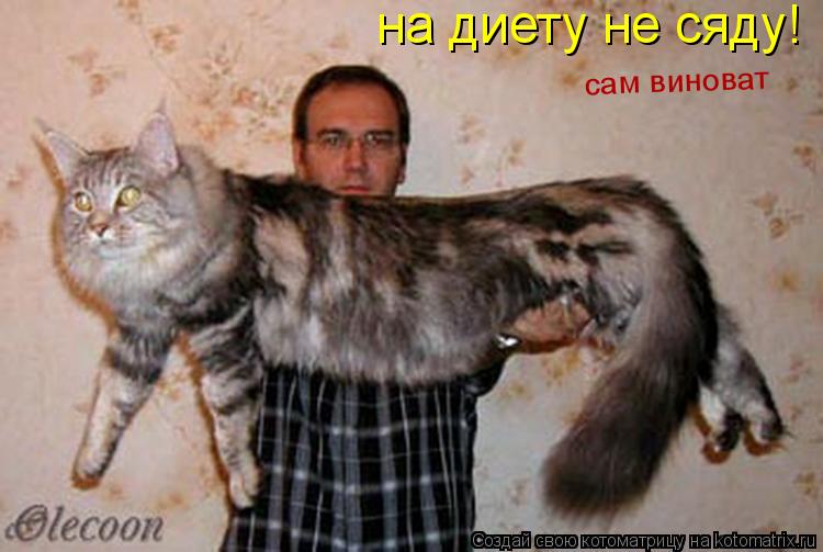 на диету не сяду! сам виноват... Котоматрица: на диету не сяду! сам виноват