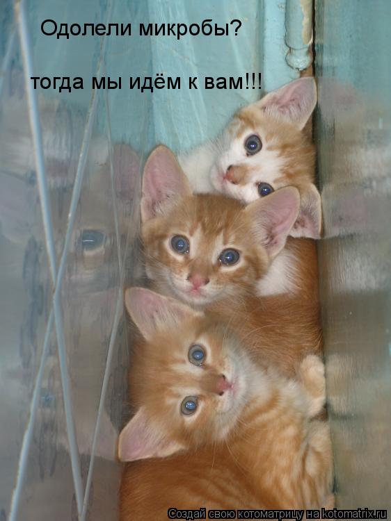 Одолели микробы? тогда мы идём к вам!!!... Котоматрица: Одолели микробы? тогда мы идём к вам!!!
